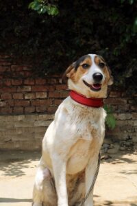 Community Dog Welfare Centre Kathmandu Nepal Dog Rescue Lily