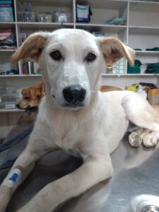 Mandy at the vet