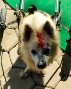 Kukur Tihar Dog Festival Day of the Dogs