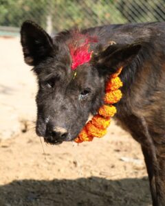 Kukur Tihar Dog Festival Day of the Dogs