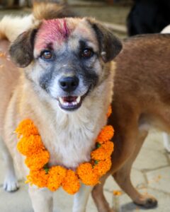 Kukur Tihar Dog Festival Day of the Dogs