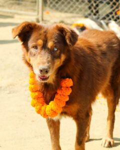 Kukur Tihar Dog Festival Day of the Dogs