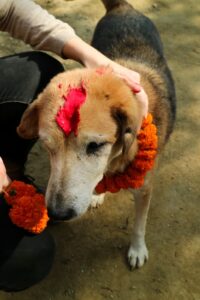 Kukur Tihar Dog Festival Day of the Dogs