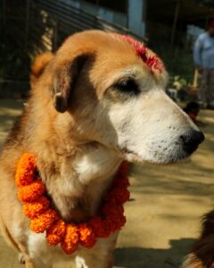 Kukur Tihar Dog Festival Day of the Dogs