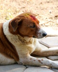 Kukur Tihar Dog Festival Day of the Dogs