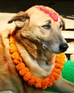 Kukur Tihar Dog Festival Day of the Dogs