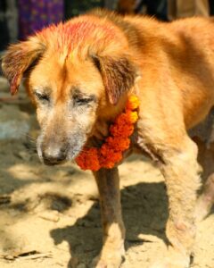 Kukur Tihar Dog Festival Day of the Dogs