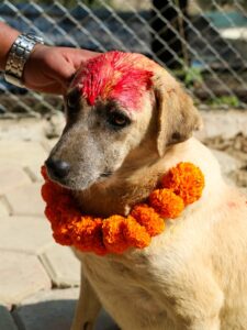 Kukur Tihar Dog Festival Day of the Dogs