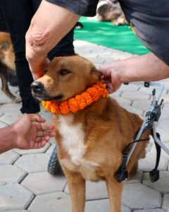 Kukur Tihar Dog Festival Day of the Dogs