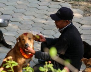 Kukur Tihar Dog Festival Day of the Dogs