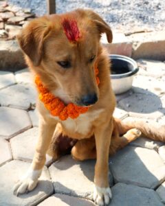 Kukur Tihar Dog Festival Day of the Dogs