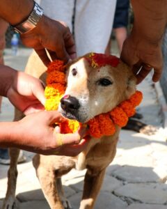 Kukur Tihar Dog Festival Day of the Dogs