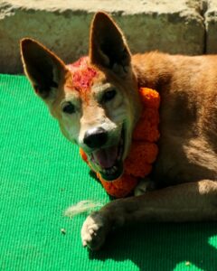 Kukur Tihar Dog Festival Day of the Dogs