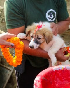 Kukur Tihar Dog Festival Day of the Dogs