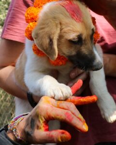 Kukur Tihar Dog Festival Day of the Dogs