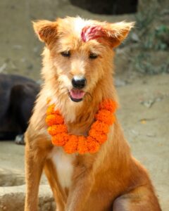 Kukur Tihar Dog Festival Day of the Dogs