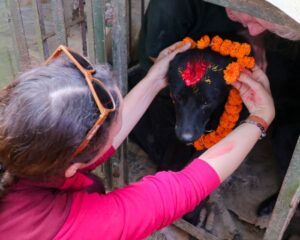 Kukur Tihar Dog Festival Day of the Dogs