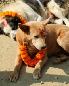 Kukur Tihar Dog Festival Day of the Dogs