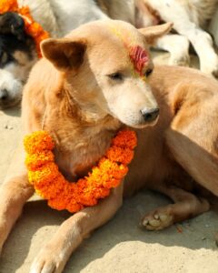 Kukur Tihar Dog Festival Day of the Dogs