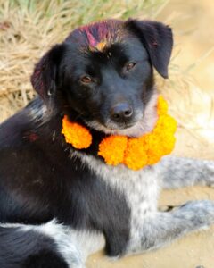 Kukur Tihar Dog Festival Day of the Dogs