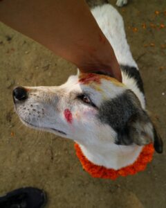 Kukur Tihar Dog Festival Day of the Dogs