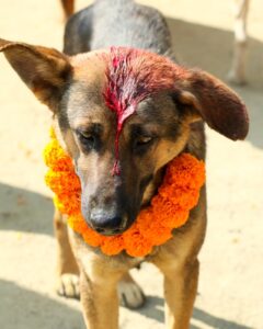 Kukur Tihar Dog Festival Day of the Dogs