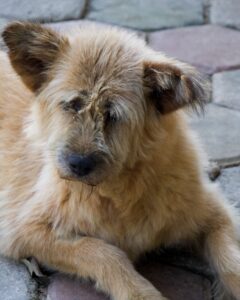 Rokpa October 2024