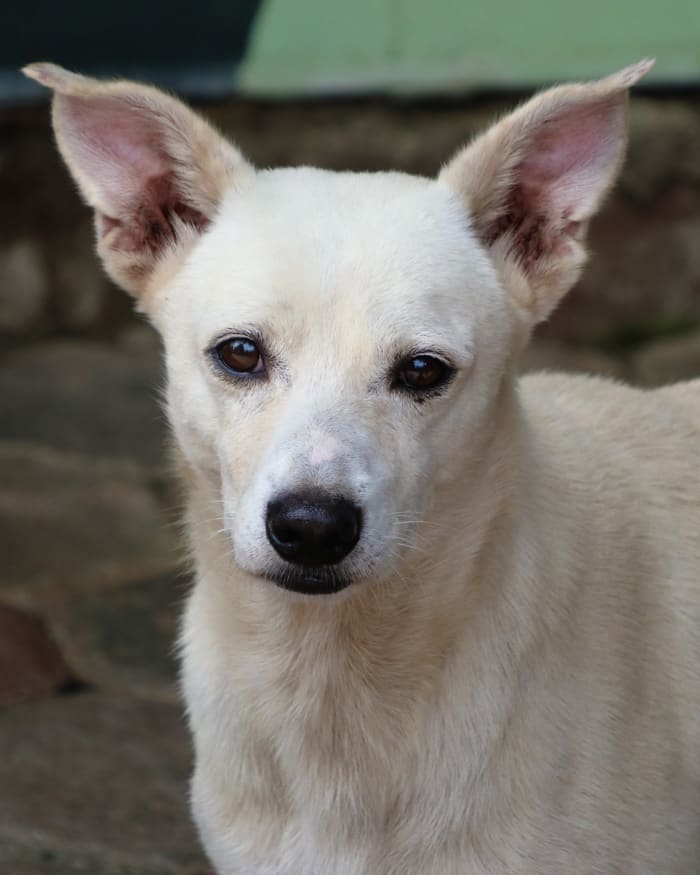 Amar Singh August 2025