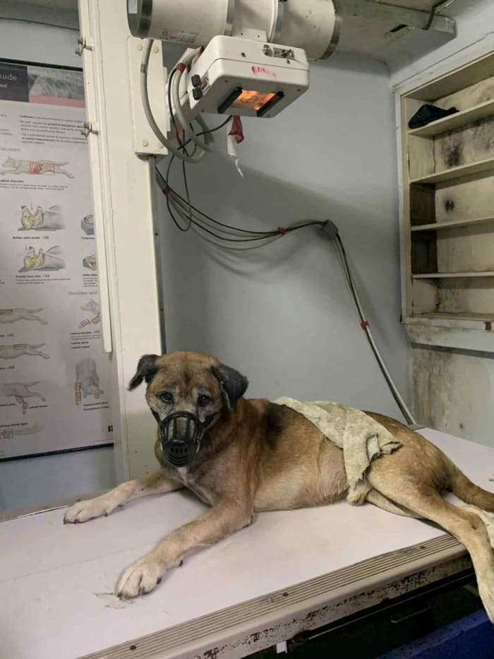 Baby Gamcha on arrival