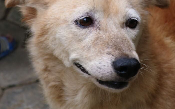 Goma Khari August 2025