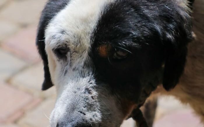 Pangre Aachu August 2025