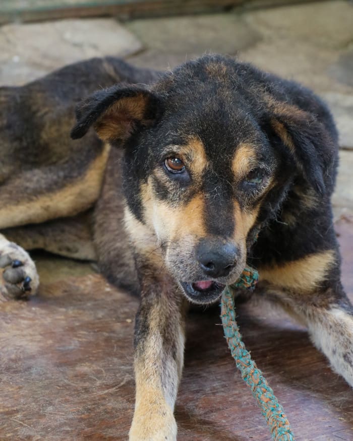 Saru Binit August 2025