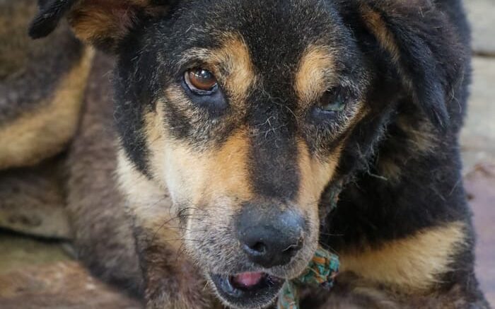 Saru Binit August 2025